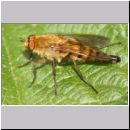 Thereva nobilitata - Stilettfliege w03.jpg